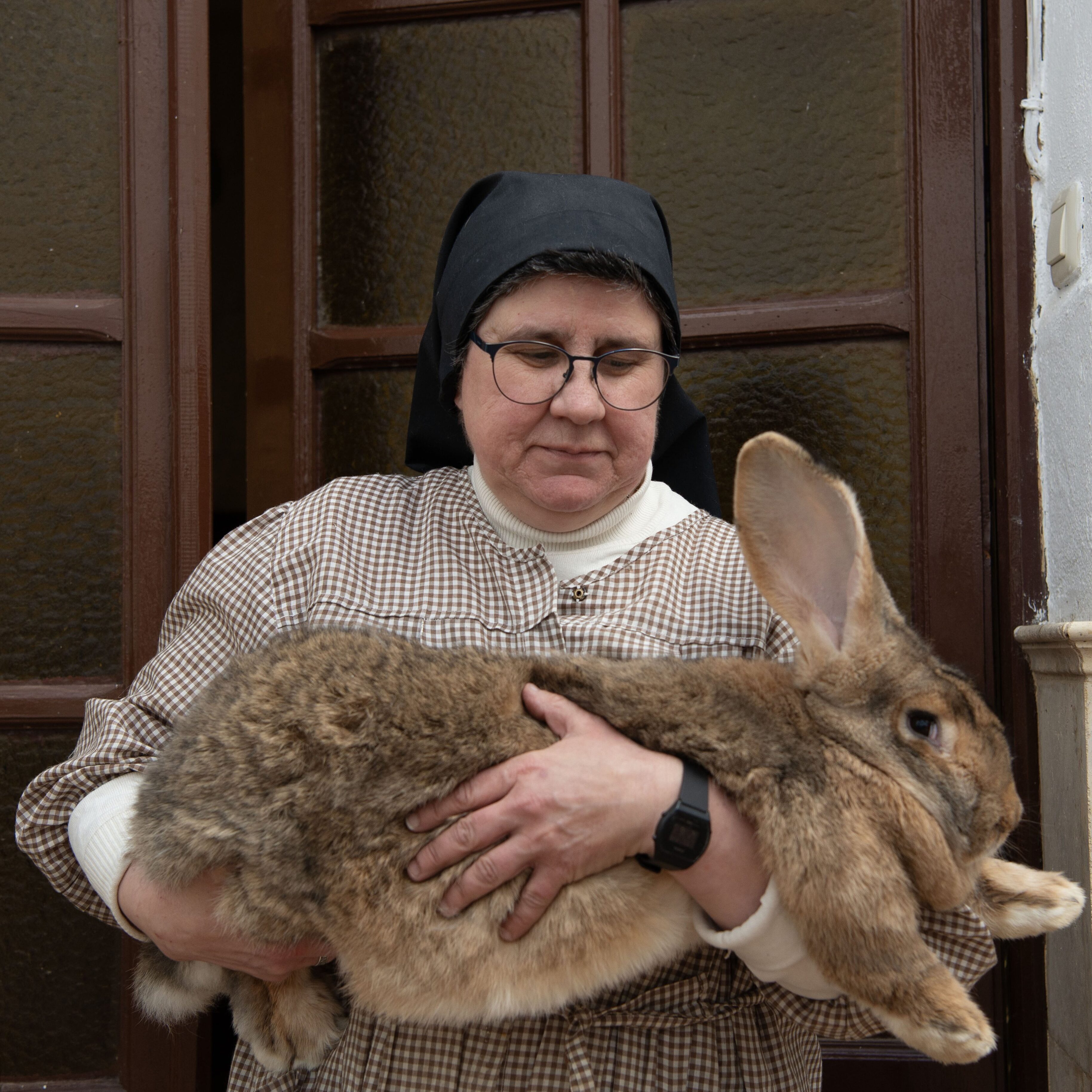 Spanish Franciscan sisters breed endangered… | Melbourne Catholic